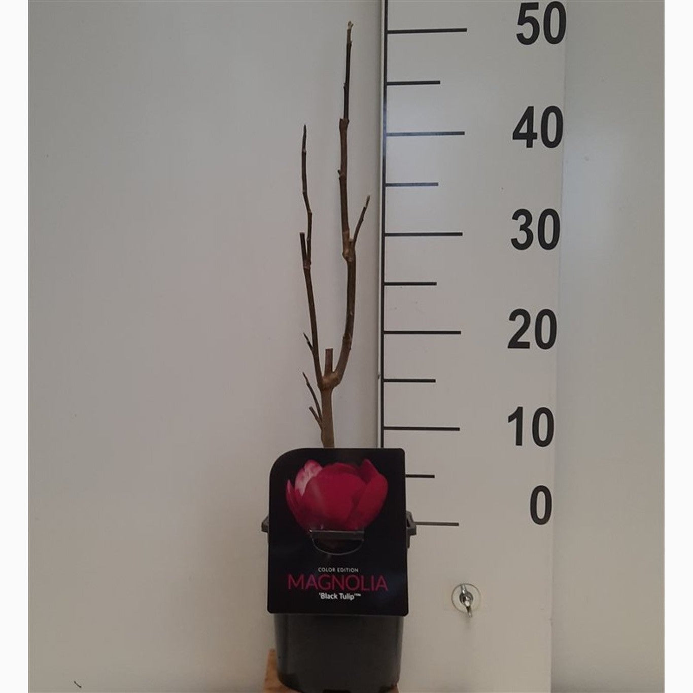 Magnolia – Magnolia 'Black Tulip' - C2 40-50 CM